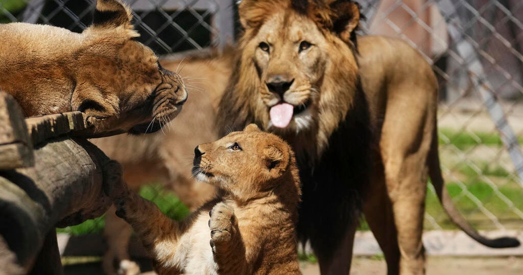 The Rare Barbary Lion Cub listed at Czech Zoo is part of the sewage plan. See photos of their social debt.