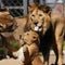 See photos of rare Barbary lion cubs born at Czech zoo
