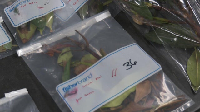 6p-pkg-plant-water-mold-wcco8fsh.jpg 