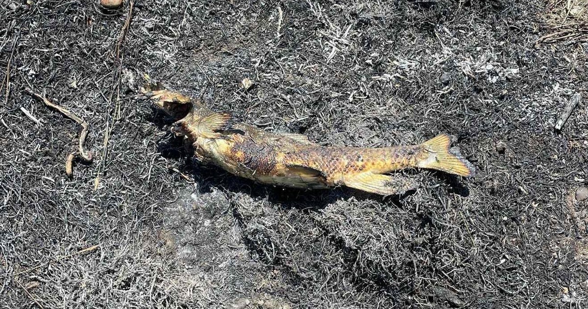 Bird blamed for dropping fish on power line, sparking "heavy fire" 