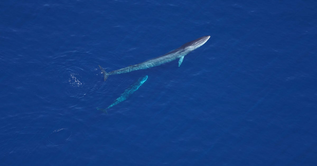 Endangered whale and calf sighting called "rare occurrence" 