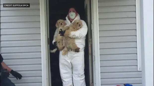 An individual in a hazmat suit and mask carries two small dogs out of a home. 