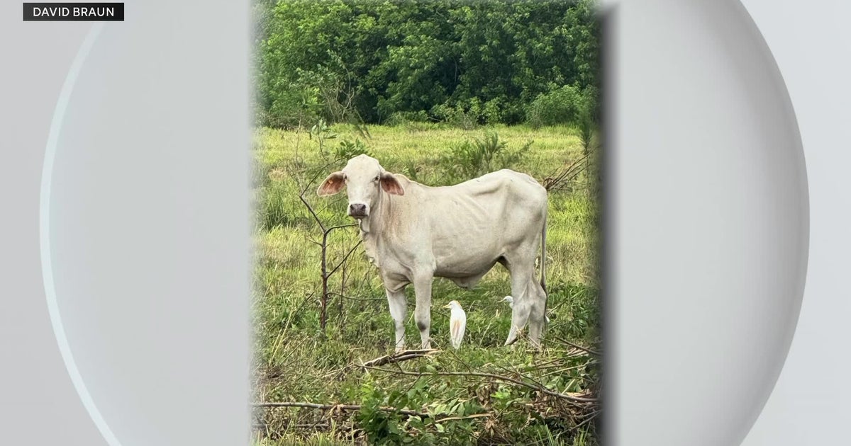 Davie farm owner fights to regain animals after cruelty charges