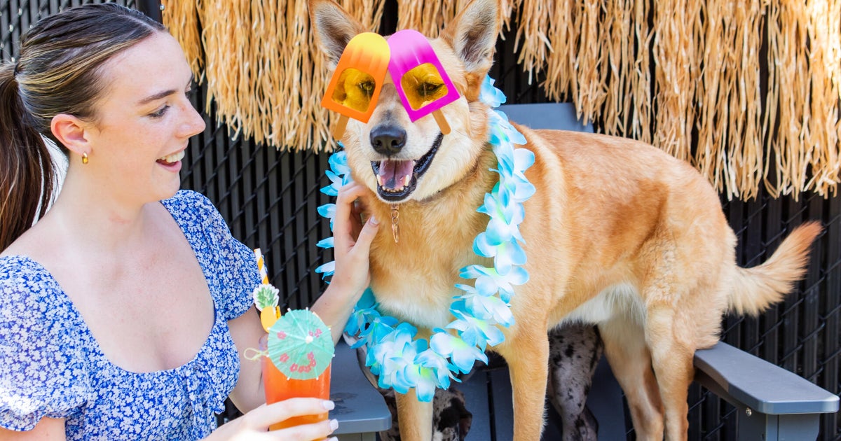 Weekend To Do List: Summer festivals and a luau for dogs 