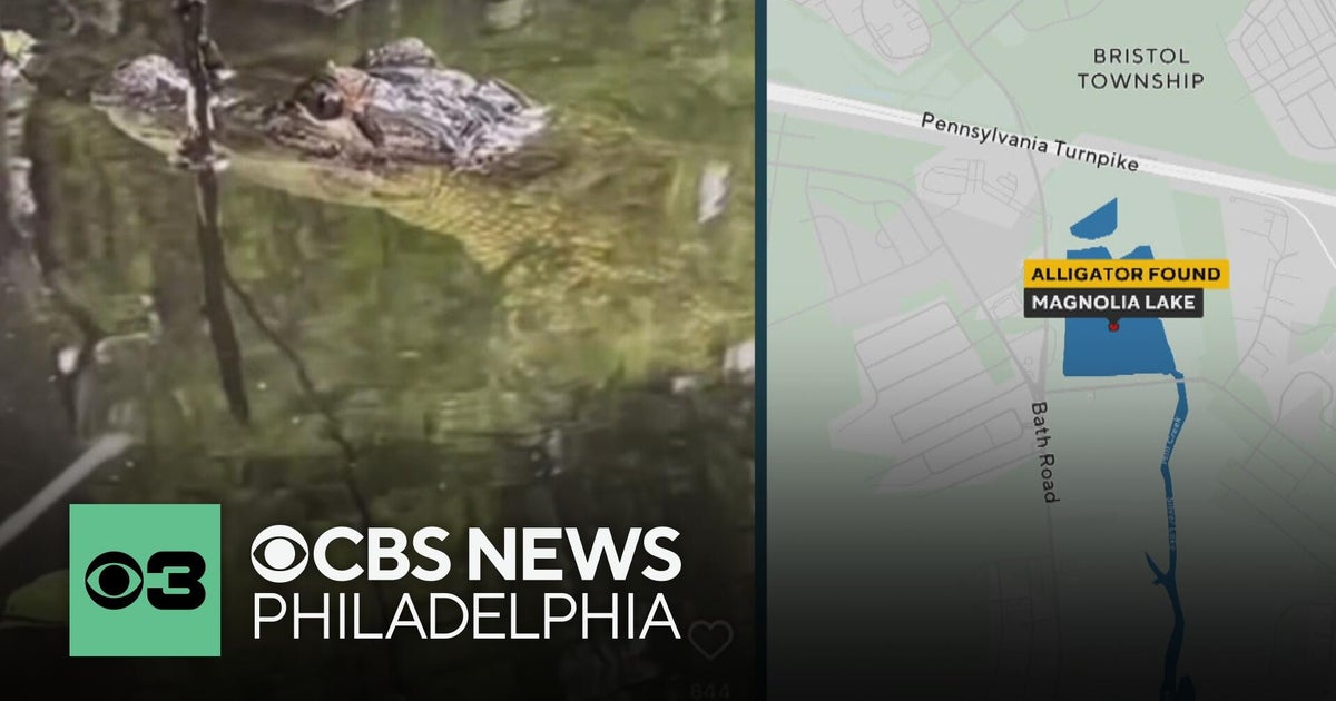 Small Alligator Spotted Swimming in Bucks County Lake, Police Warn Residents