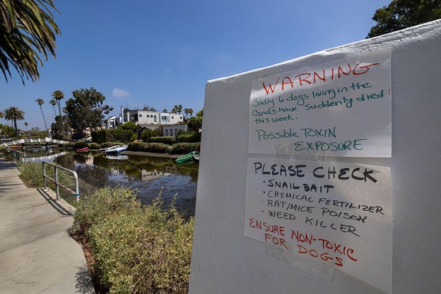 Within the last 10 days, six Venice Canal neighborhood dogs have passed away  the cause has yet to be determined. Each of the dogs exhibited similar symptoms: Nausea, seizures, lethargy, etc. 