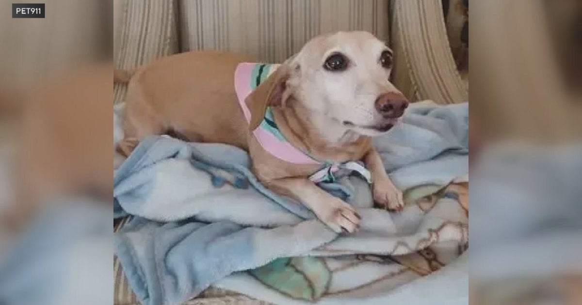Senior dog stolen from blind man in Logan Square 