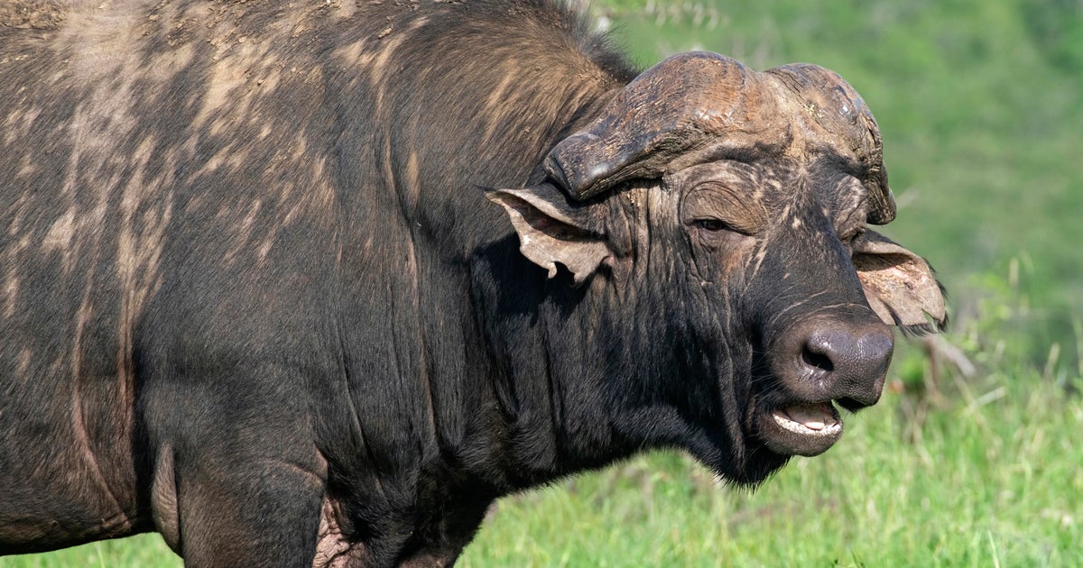 American trophy hunter killed by buffalo in South Africa 