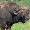 American trophy hunter killed by buffalo in South Africa