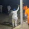 Sheriff in charge of New Orleans jail where 10 escaped speaks out