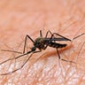 Los Angeles County reports first West Nile virus case of the year 