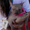 2-year-old hairless French bulldog mix wins ugliest dog contest