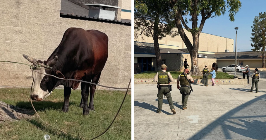 Deputies help wrangle bull that wandered onto Jurupa Valley High School campus 