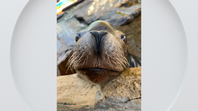 denver-zoo-sea-lion.png 