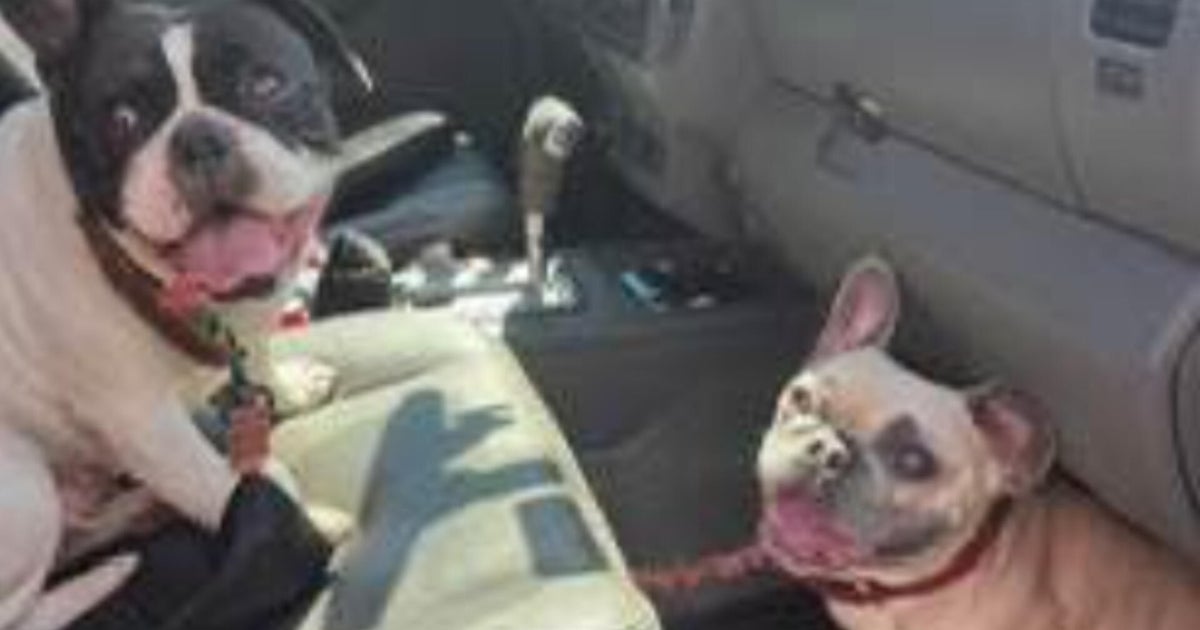 2 dogs recovered from stolen pickup in Weymouth, suspect arrested 
