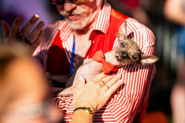 APTOPIX Ugly Dog Contest 