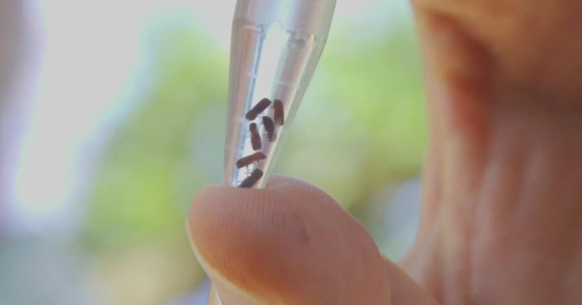 Tiny beetle threatens Sacramento's iconic oak trees 