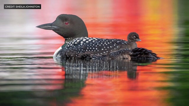 loon-lady-pkg-wcco8gst-00-01-0516.jpg 