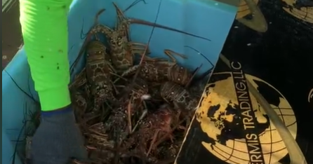 Florida Keys fishermen seek tariffs as costs rise and prices fall 