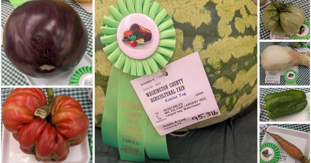 Cokeburg man wins big again in vegetable growing contests at Washington County fair 