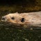 Reintroducing beavers in certain habitats could improve ecosystems and water quality, study finds