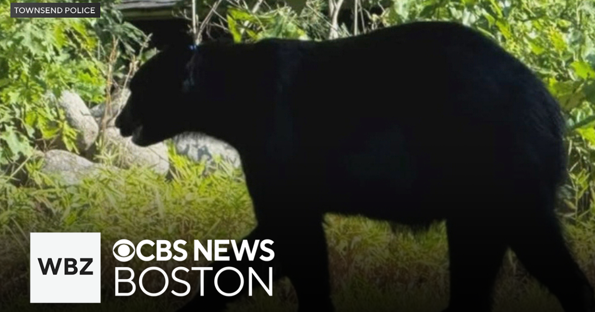 Townsend police alert neighbors about roving bear - CBS Boston