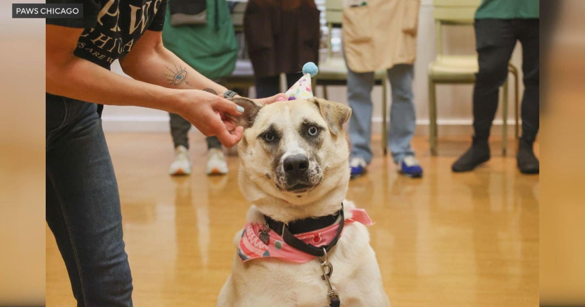 Tracy the dog gets adopted after 933 days at PAWS Chicago 