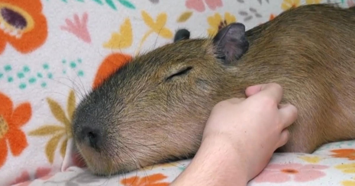 Capybara cafe helps animal sanctuary with unique experience - CBS News