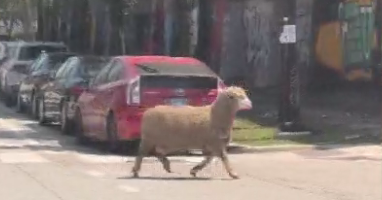 Nonprofit takes in sheep found wandering West Loop 
