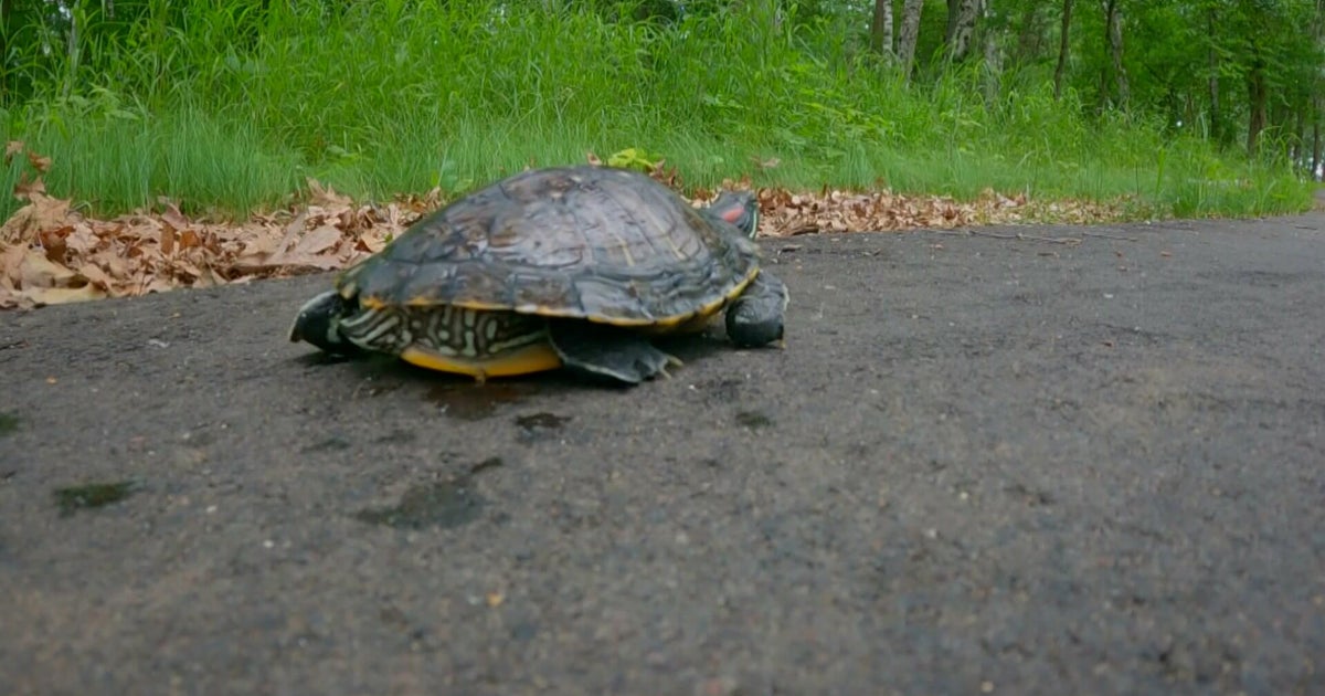 New tunnel under Bloomington road helps turtles safely cross street 