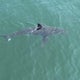 Great white sharks are spending more time in waters off New England 