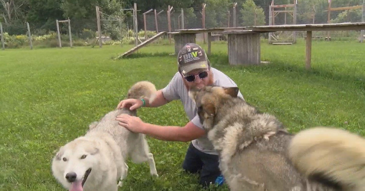 Wolfdogs in northern Wisconsin help veterans deal with PTSD 