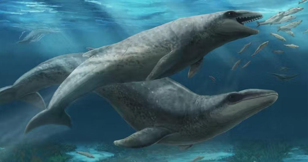 New species of New species of