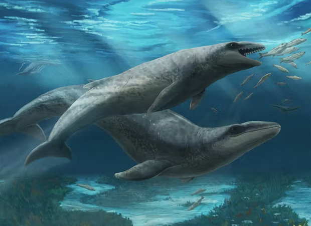 Screen whale -2025-08-13-072143.png 
