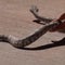 California residents learn to catch, save rattlesnakes