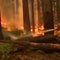 Program trains new generation of wildland firefighters as wildfire threat grows