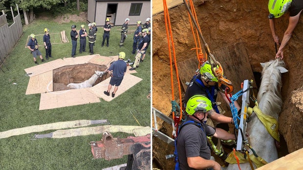 Baltimore County Horse Rescue