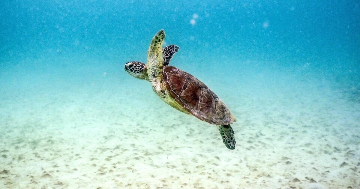 Ocean heat and global sea level hit new records last year, report finds