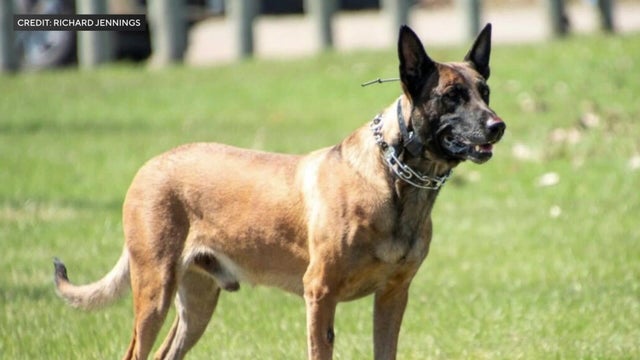 5p-pkg-doc-k9-cuts-wcco8i39.jpg 