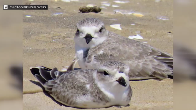 chicago-piping-plovers.png 