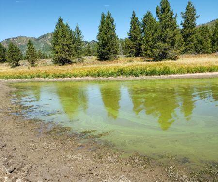 toxic-algae-1-cdphe.jpg 