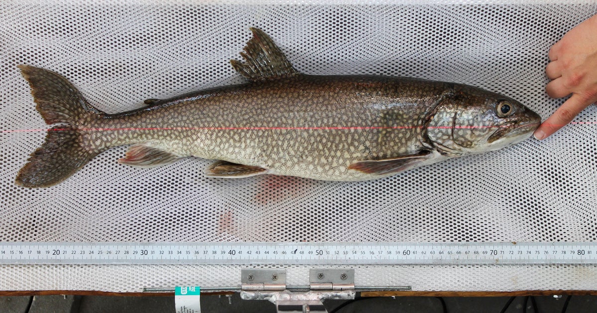 62-year-old fish thought to be oldest-ever trout found in Great Lakes 