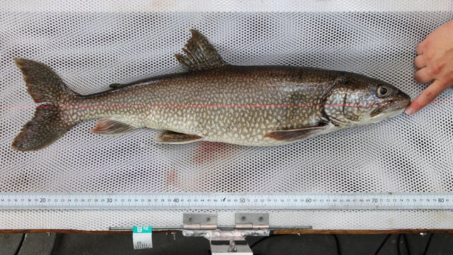 fish.jpg 