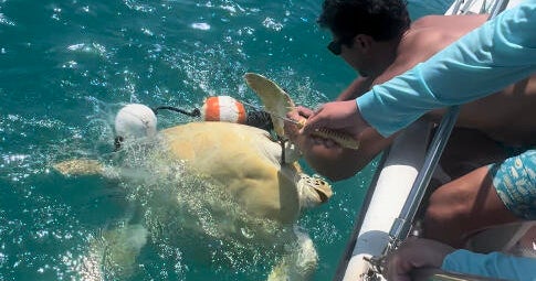 Video shows South Florida family rescuing entangled sea turtle off Key West