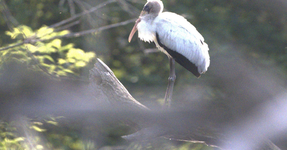 Deer hunter sees rare subtropical wood stork in the Wisconsin wild 