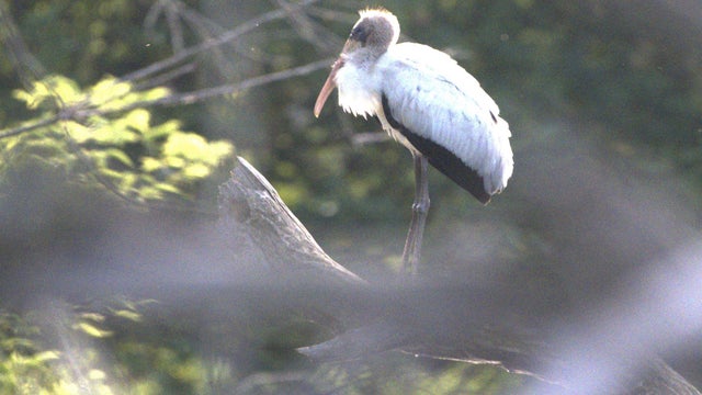 Wisconsin-Rare Stork 