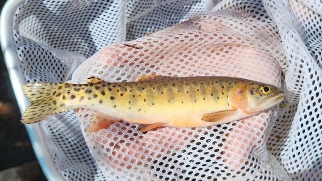 green-lineage-colorado-river-cutthroat-trout.jpg 