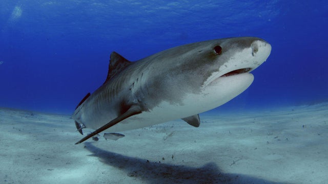 Tiger shark, Galeocerdo cuvier, Tiger Beach, Bahamas 