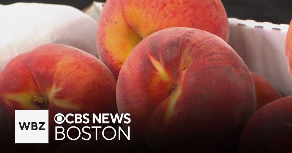 Massachusetts farm holding annual Peach Festival