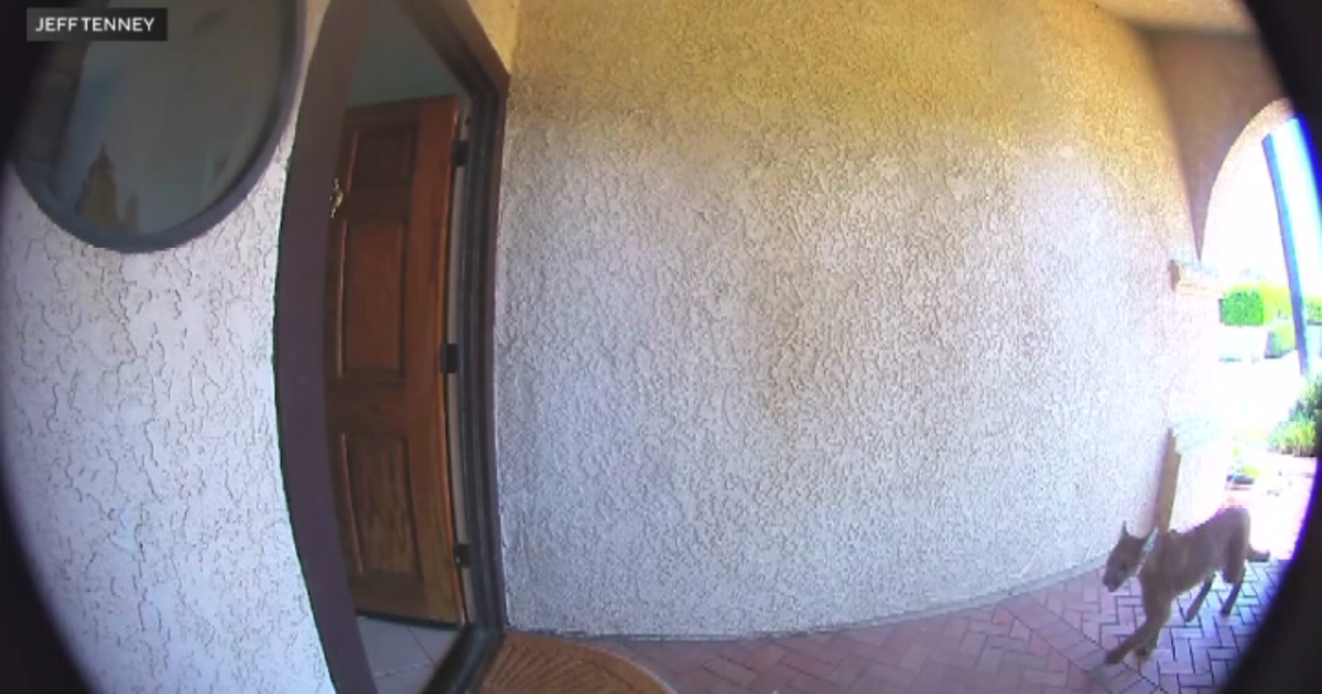 La Verne family shocked when mountain lion wanders through front door of their home 